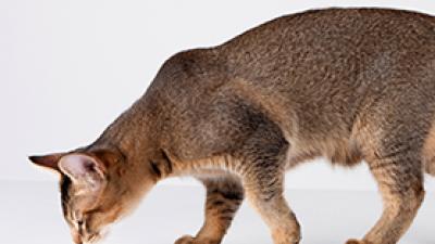 고양이 만성 기침 : 천식과 만성 기관